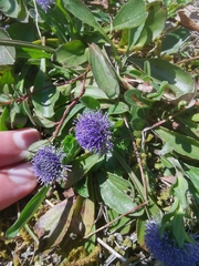 Globularia bisnagarica
