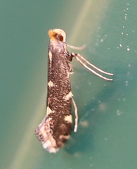 Callisto denticulella