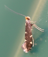 Callisto denticulella