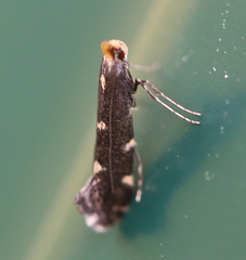 Callisto denticulella