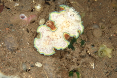 Glossodoris acosti