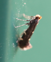 Callisto denticulella