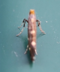 Callisto denticulella