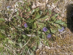 Globularia bisnagarica