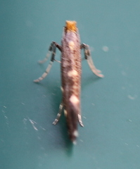 Callisto denticulella
