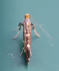 Callisto denticulella