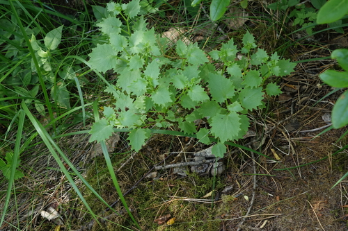 Hylotelephium populifolium, photograph 6