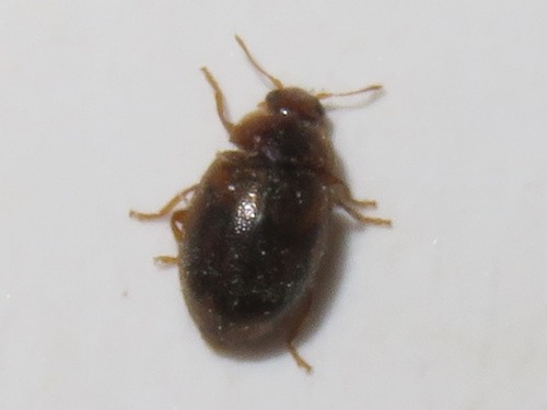 Round-keeled Rhyzobius, Voorburg, Nederland, photo 8 of 10