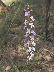 Stylidium graminifolium, photograph (c) Scott W. Gavins, some rights reserved (CC BY)