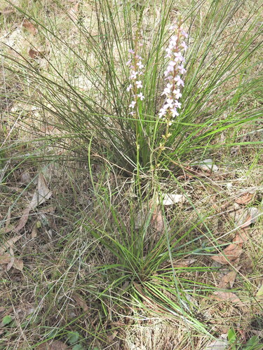 Stylidium graminifolium, photograph 3