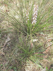 Stylidium graminifolium, photograph (c) Scott W. Gavins, some rights reserved (CC BY)