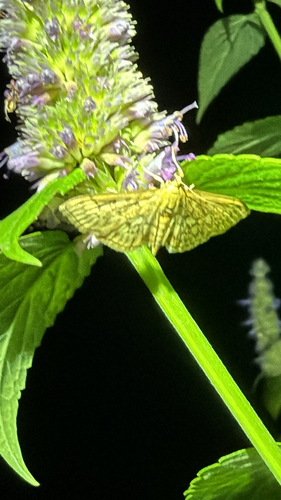 Bold-feathered Grass Moth (Herpetogramma pertextalis)