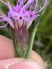 Liatris bracteata
