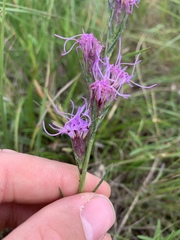 Liatris bracteata
