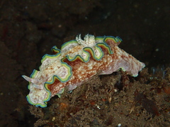 Glossodoris