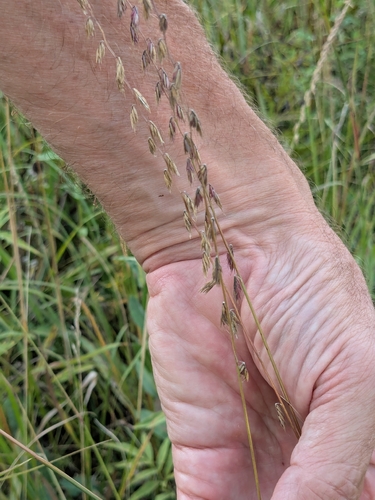 sideoats grama