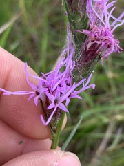 Liatris bracteata