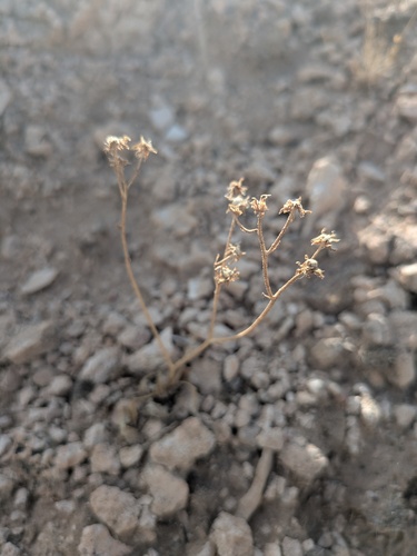 Naked Turtleback