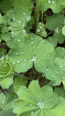 Alchemilla mollis