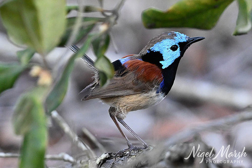 Variegated Fairywren