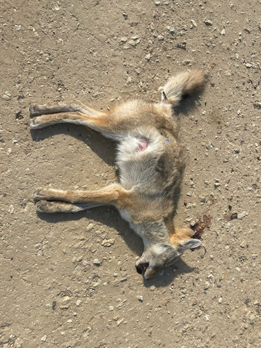 Coyote