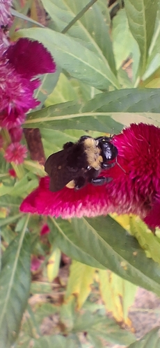 American Bumble Bee