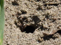 Formica cunicularia