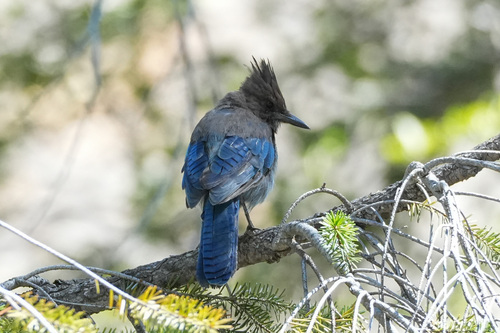 iNaturalist observation photo of Steller's Jay