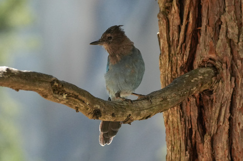 iNaturalist observation photo of Steller's Jay