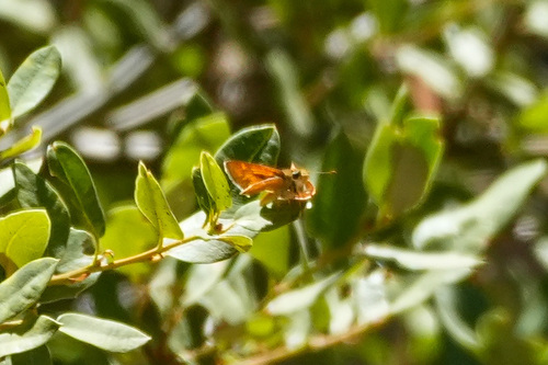 iNaturalist observation photo of Woodland Skipper