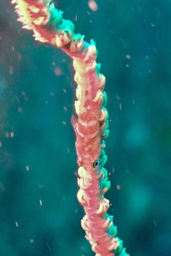 Bryaninops yongei observed 2026-08-27