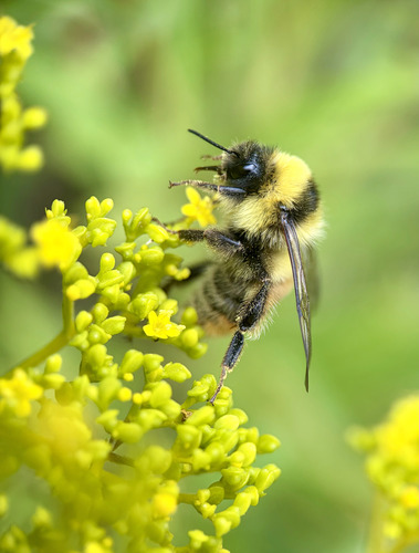Sapporo Bumble Bee