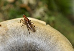Tapeigaster annulipes