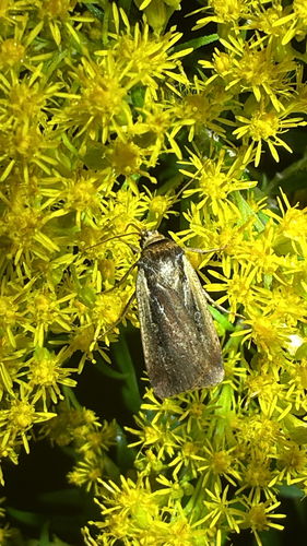 Flame-shouldered Dart (Ochropleura implecta)