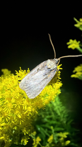 Pink-spotted Dart (Pseudohermonassa bicarnea)