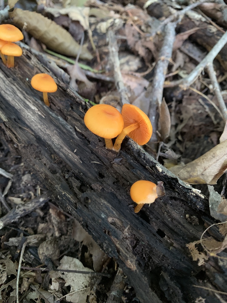 orange mycena · August 2026 · photo: Photo: (c) Senna Bryce Robeson, some rights reserved (CC BY) · iNaturalist