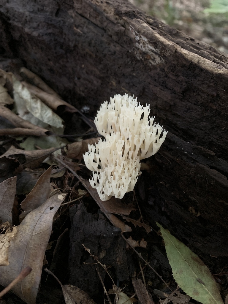 crown-tipped coral fungus · August 2026 · photo: Photo: (c) Senna Bryce Robeson, some rights reserved (CC BY) · iNaturalist