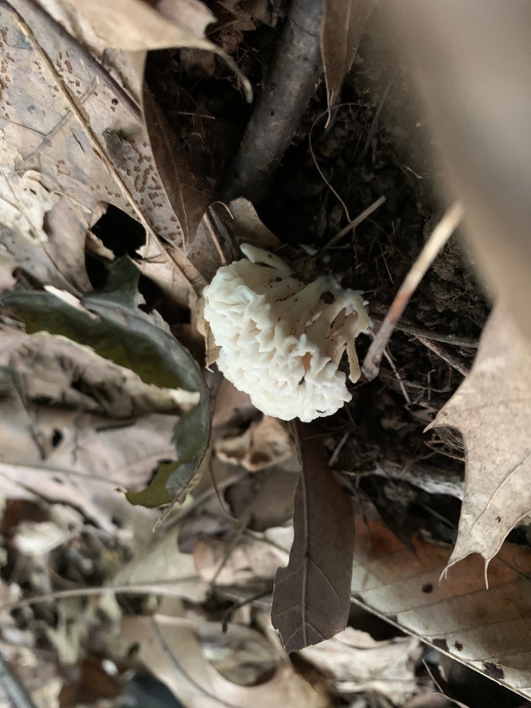 jellied false coral fungus · August 2026 · photo: Photo: (c) Senna Bryce Robeson, some rights reserved (CC BY) · iNaturalist