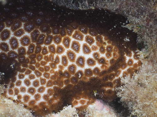 Leptastrea purpurea observed 2026-08-26