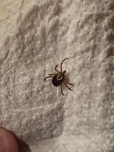 Gulf Coast Tick