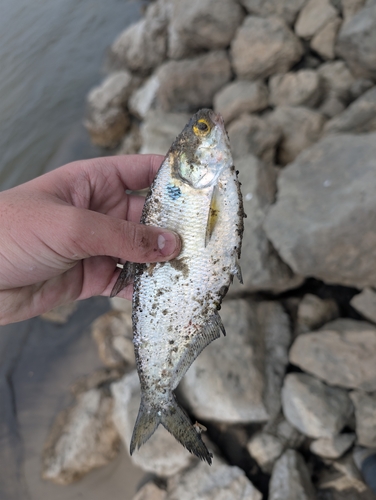 American Gizzard Shad