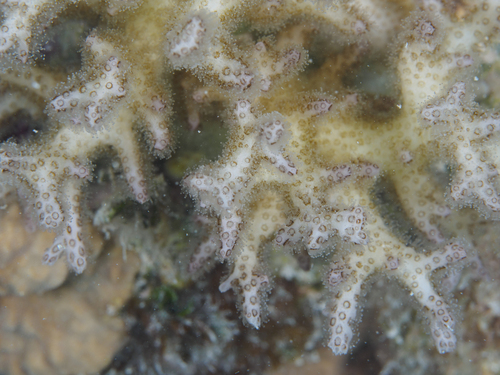 Pocillopora acuta observed 2026-08-26