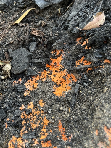 Pyronema omphalodes, 2026-08-28