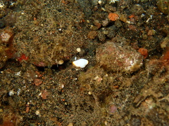 Image of Goniobranchus albonares