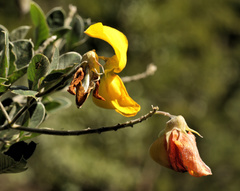 Crotalaria doidgeae