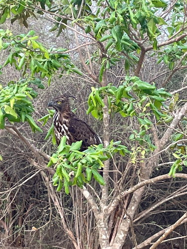 Changeable Hawk-Eagle