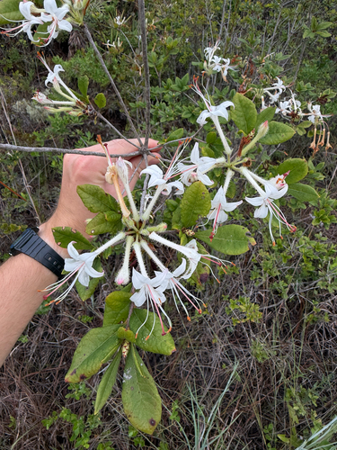 Rhododendron serrulatum, 2026-08-27