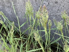 Poaceae