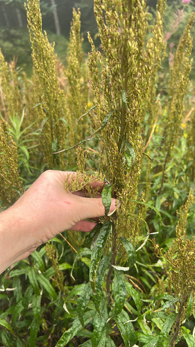 coastal mugwort