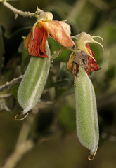 Crotalaria doidgeae
